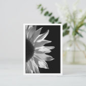 Carte Postale Noir et blanc de tournesol (Debout devant)