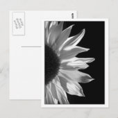 Carte Postale Noir et blanc de tournesol (Devant / Derrière)