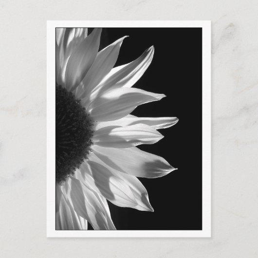 Carte Postale Noir et blanc de tournesol (Devant)