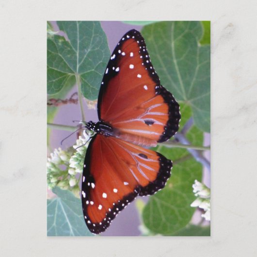 Carte Postale Noir et blanc et rouge partout (Devant)