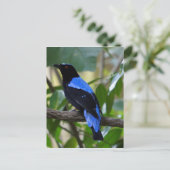 Carte Postale Noir Et Bleu (Debout devant)