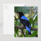 Carte Postale Noir Et Bleu (Devant / Derrière)