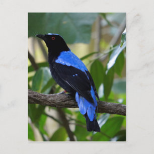 Carte Postale Noir Et Bleu