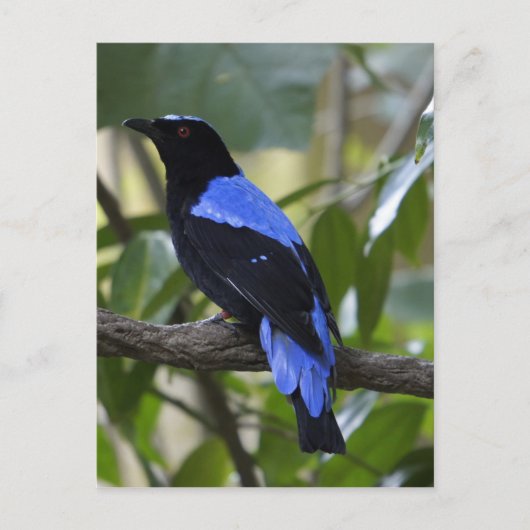 Carte Postale Noir Et Bleu (Devant)