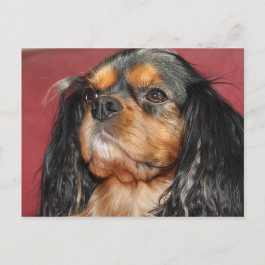 Carte Postale Noir Et Tan Cavalier Roi Charles Spaniel (Devant)