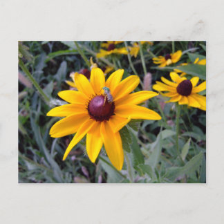 Carte postale Noir-Eyed de Susan