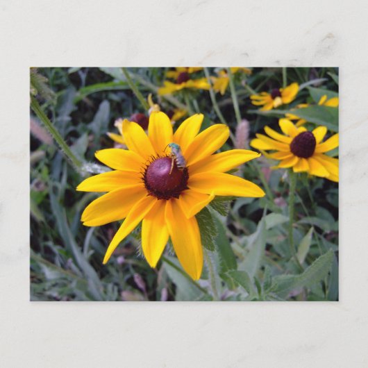Carte postale Noir-Eyed de Susan (Devant)