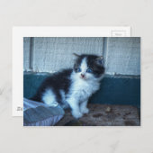 Carte Postale Noir + Kitten blanc (Devant / Derrière)