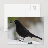 Carte Postale Noir mangeant du raisin dans la neige (Devant / Derrière)