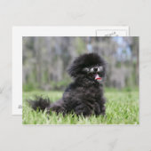 Carte Postale Noir Pomeranian (Devant / Derrière)