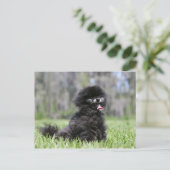 Carte Postale Noir Pomeranian (Debout devant)