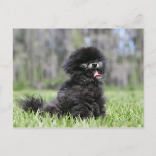 Carte Postale Noir Pomeranian