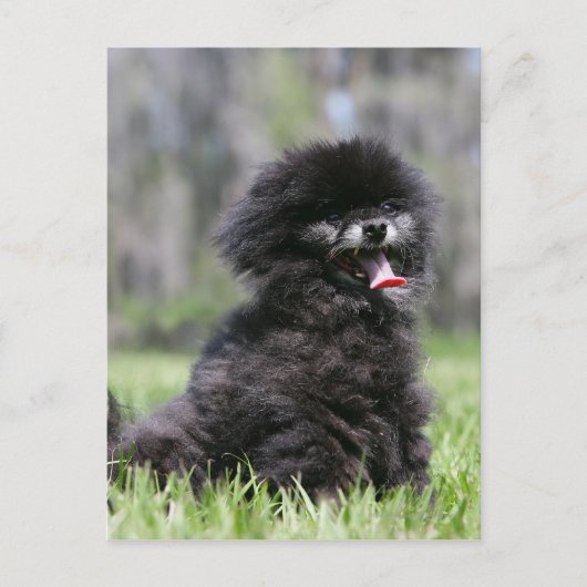 Carte Postale Noir Pomeranian (Devant)