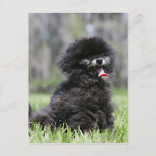 Carte Postale Noir Pomeranian