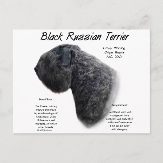 Carte Postale Noir Russe Terrier (Devant)