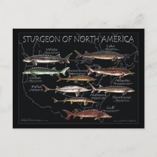 Carte postale noire de l'esturgeon nord-américain