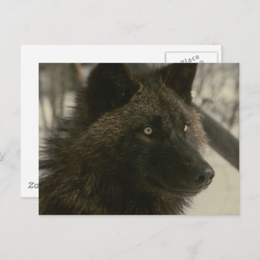 Carte postale noire de loup (Devant / Derrière)