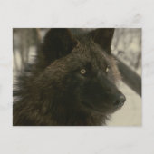 Carte postale noire de loup (Devant)