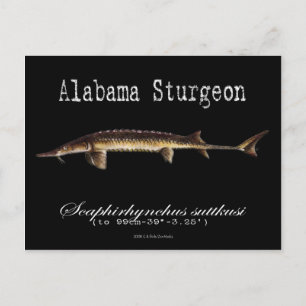 Carte postale noire-esturgeon de l'Alabama
