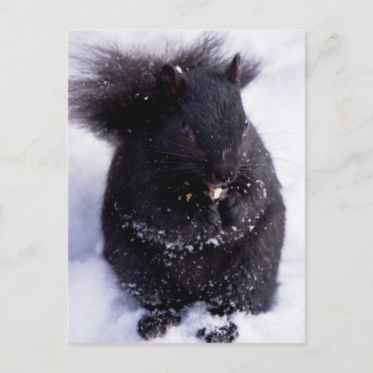 Carte postale noire et blanche (Devant)