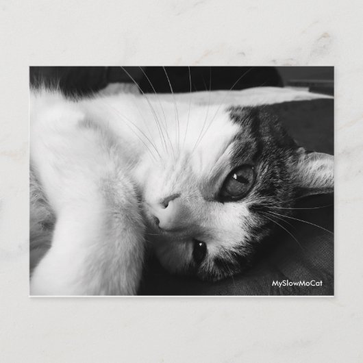 Carte postale noire et blanche (Devant)