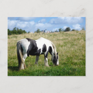 Carte postale noire et blanche de cheval/poney