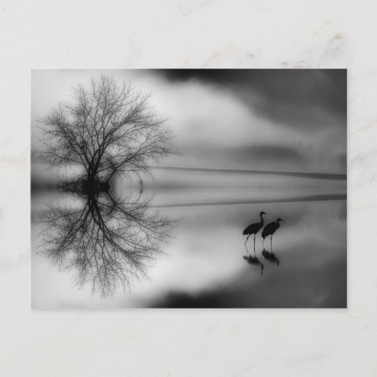 Carte postale noire et blanche du matin (Devant)