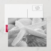 CARTE POSTALE NOIRE ET BLANCHE STARFISH AND SEASHE (Devant / Derrière)