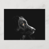 carte postale noire labrador (Devant)