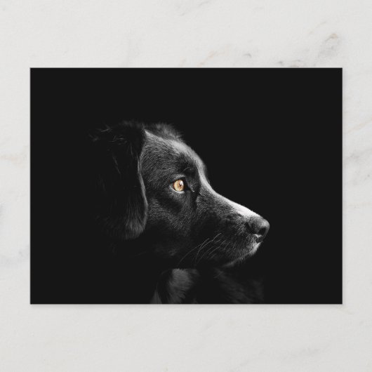 carte postale noire labrador (Devant)