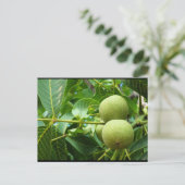 Carte Postale Noix dans le feuillage vert (Debout devant)