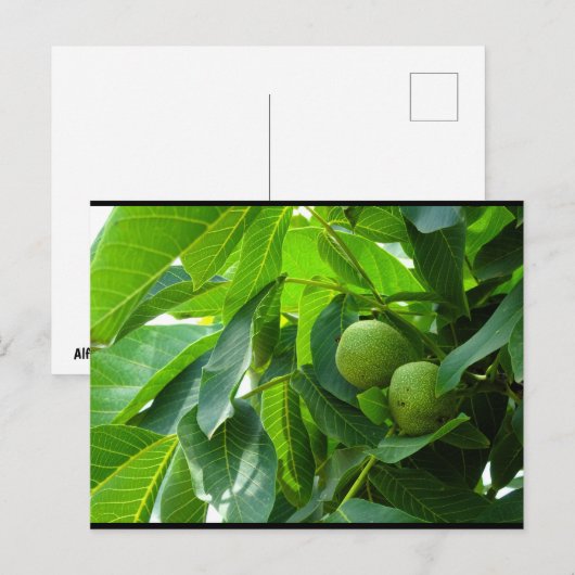 Carte Postale Noix dans un feuillage vert éclairé (Devant / Derrière)
