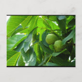 Carte Postale Noix dans un feuillage vert éclairé (Devant)