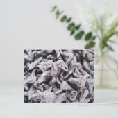 Carte Postale Noix de buffle - Water Caltrop (Debout devant)