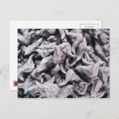 Carte Postale Noix de buffle - Water Caltrop (Devant / Derrière)