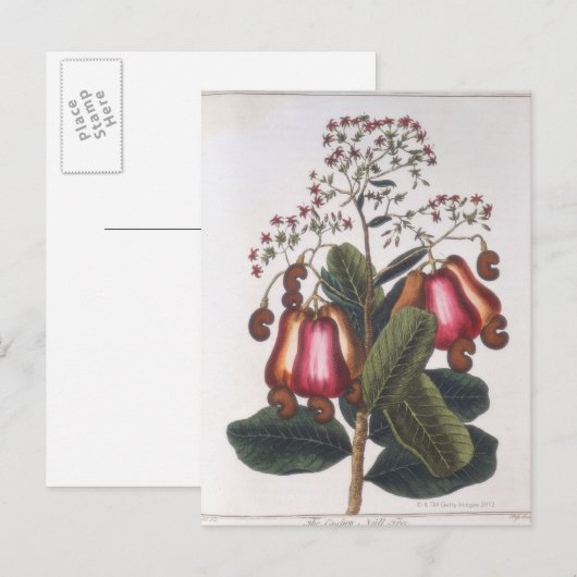 Carte Postale noix de cajou (Devant / Derrière)