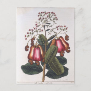 Carte Postale noix de cajou