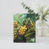 Carte Postale noix de coco sur l'arbre (Debout devant)