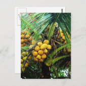 Carte Postale noix de coco sur l'arbre (Devant / Derrière)
