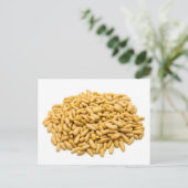 Carte Postale Noix de pin (Debout devant)