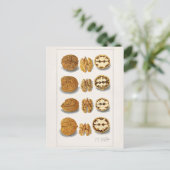 Carte Postale Noix (Juglans) Peinture à l'aquarelle de fruits (Debout devant)