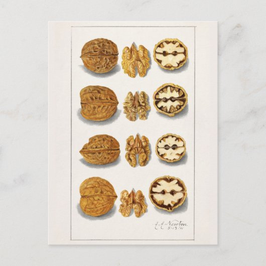 Carte Postale Noix (Juglans) Peinture à l'aquarelle de fruits (Devant)