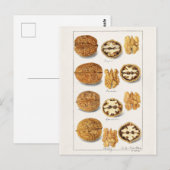 Carte Postale Noix (Juglans) Peinture à l'aquarelle des graines (Devant / Derrière)