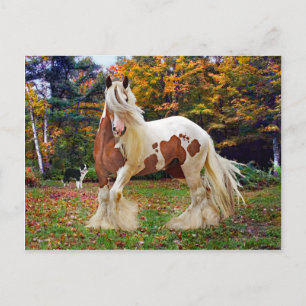 Carte Postale "Nokomis"