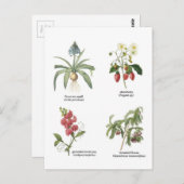 Carte Postale Noms des plantes scientifiques (Devant / Derrière)