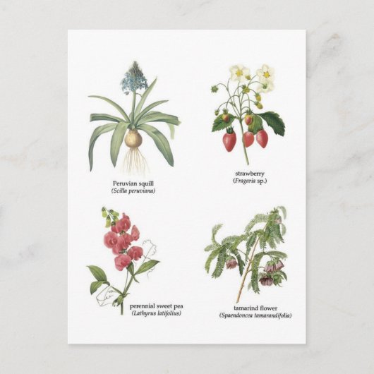Carte Postale Noms des plantes scientifiques (Devant)