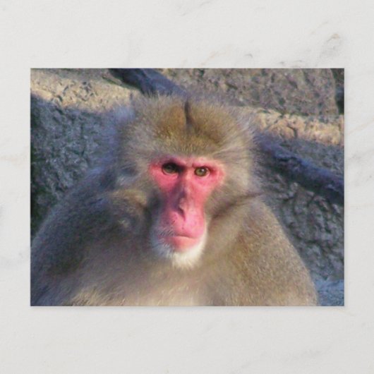 Carte Postale Non Amusé (Devant)