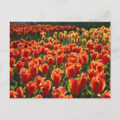 Carte Postale non défini (Devant)