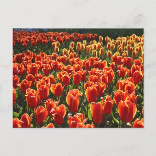 Carte Postale non défini (Devant)