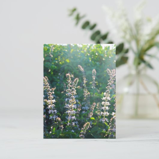 Carte Postale non défini (Debout devant)